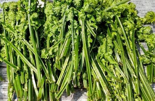 山菜採りシリーズ④ コゴミ クサソテツあきた森づくり活動サポートセンタ