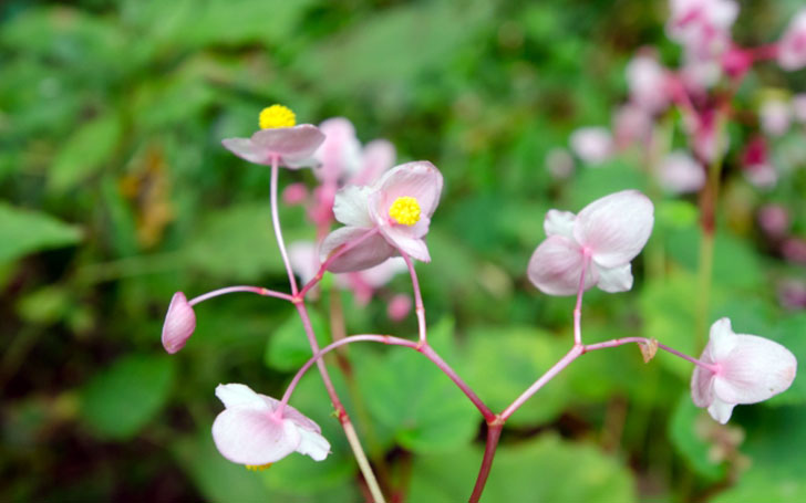 キャットテール株式会社 野沢園 I 創業150年 観葉植物レンタル・造園