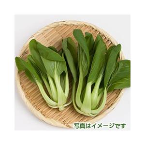 チンゲン菜のオイスターあんかけ