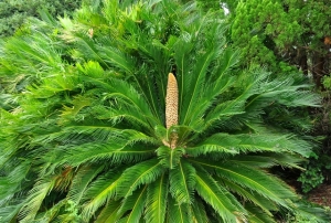 キャットテールの特徴や育て方、冬越しの方法などの紹介