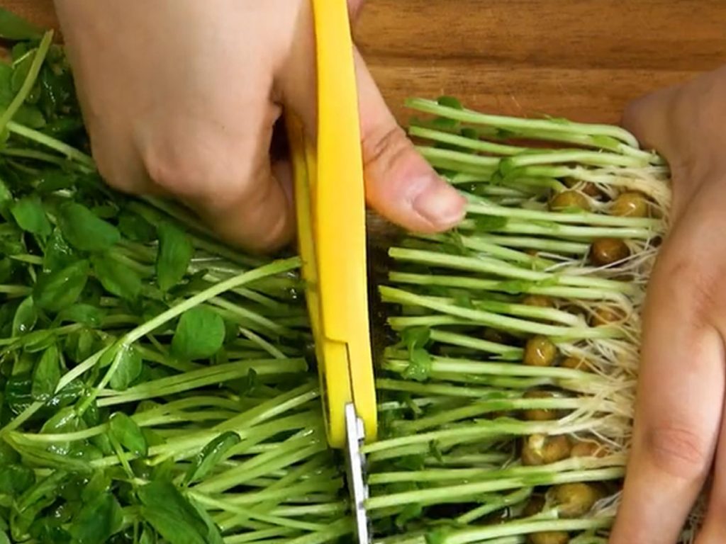 豆苗の保存方法。冷凍はできるけどイマイチ。冷蔵での使い切りがおすすめやまでら くみこ のレシピ