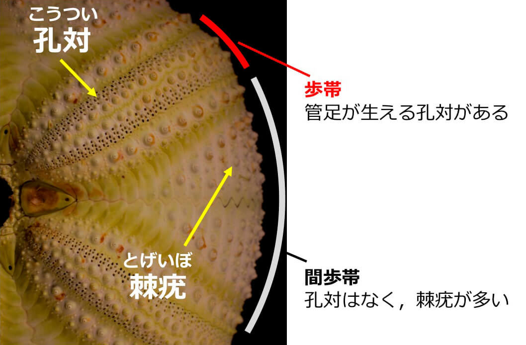 ウニの季節到来！旬の旨さを味わうための雑学 季節・暮らしの話題 2016年07月24日- 日本気象協会 tenki.jp