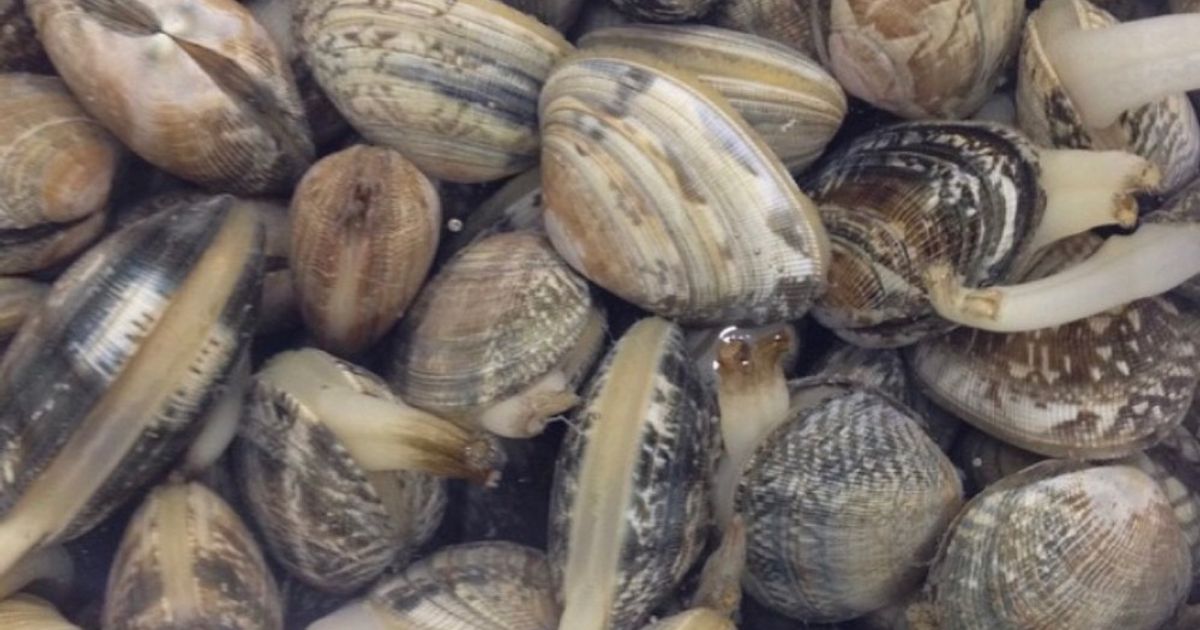 法螺貝 作り方 ペットボトルTikTok