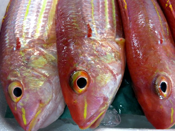 鯛って英語でなんて言う？県魚って？鯛は出世魚？ Kimini英会話