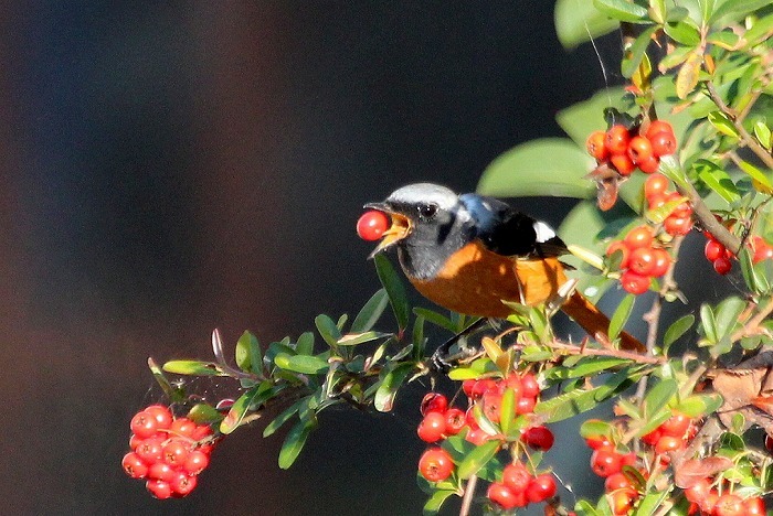 イヌマキの実 赤い部分は食べられる。沢山なるのでジャムにする。の写真素材3429786- PIXTA