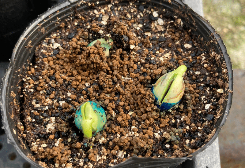 エダマメ育て方OATアグリオ栽培メディア