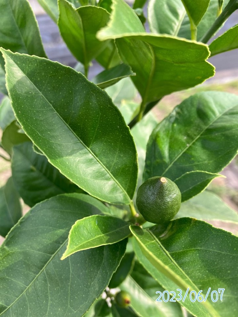 レモンの収穫時期はいつ頃になりますか