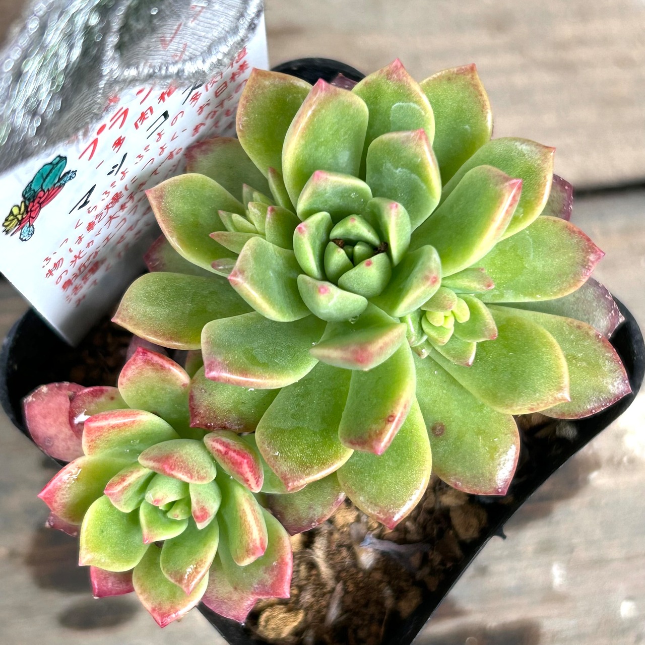 マッコス- ガーデニング用品や多肉植物の通販サイトA.N.S*ナチュラルガーデニング