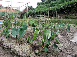 スイちゃんの菜遊記 第11話 タケノコ芋 別名：京芋 GPSSグループ