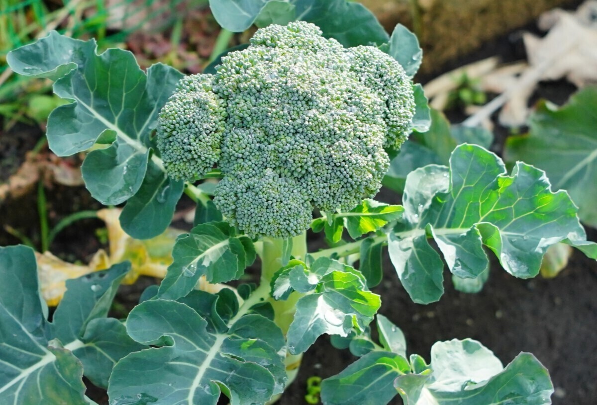 イチゴを長く収穫するニンニクのコンパニオンプランツ活用方法家庭菜園インフォパーク