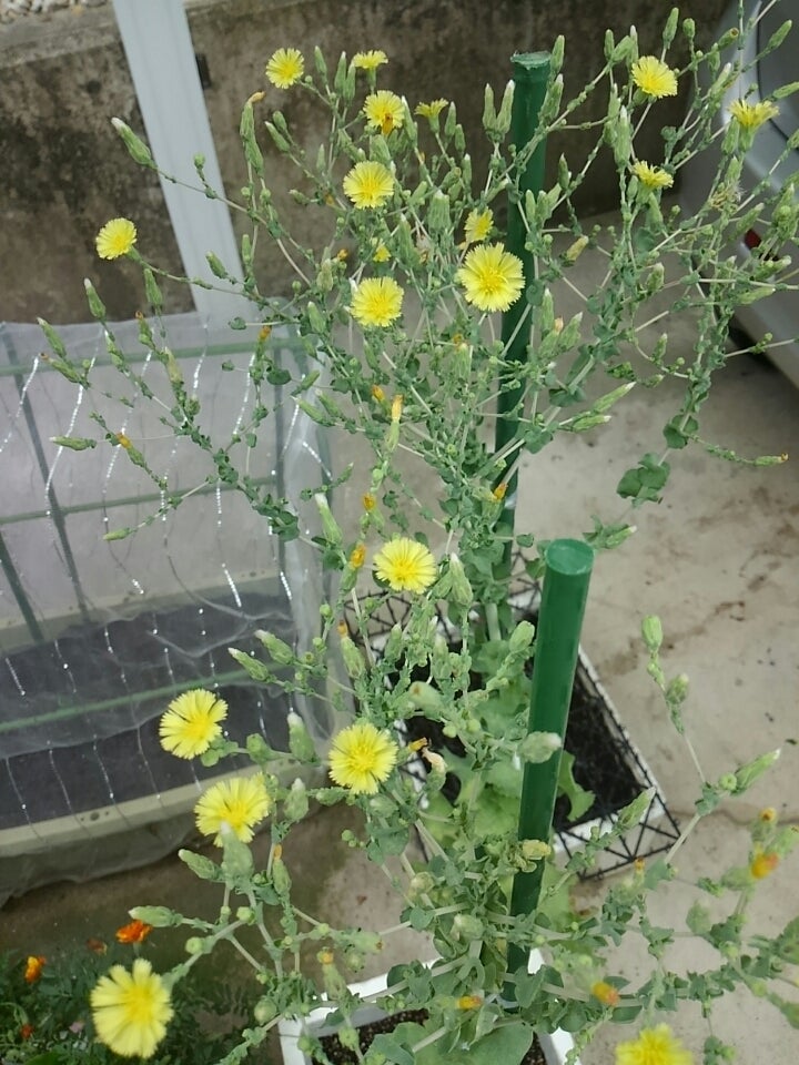 サニーレタスの花 使用機材 SP-5602008-06-07：おくさまのフォトギャラリ