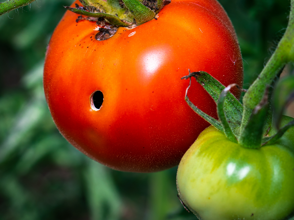 色で見分けるカビの種類と毒性あすのこベッド Yahoo!店