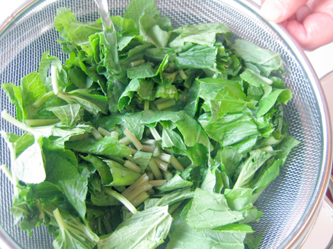 葉わさび ～不思議で奥深い山菜～いろどり 上勝