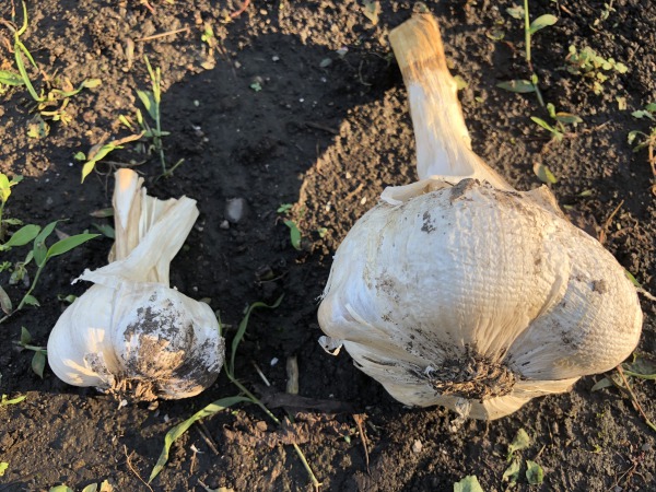 ジャンボニンニクとは？簡単に作れるレシピなどもご紹介！デリッシュキッチン