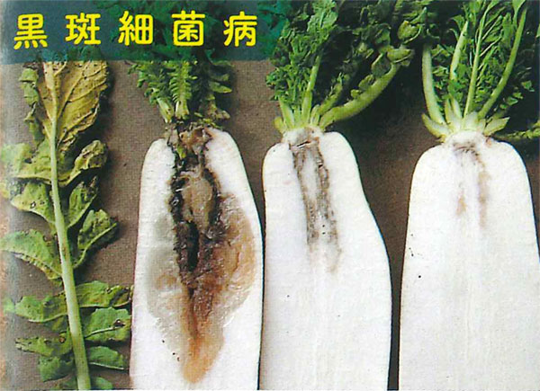 大根の中身が青い原因は？正しい保存方法もご紹介！デリッシュキッチン