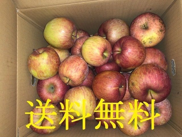 りんご リンゴ 林檎 しわの写真素材 - PIXTA