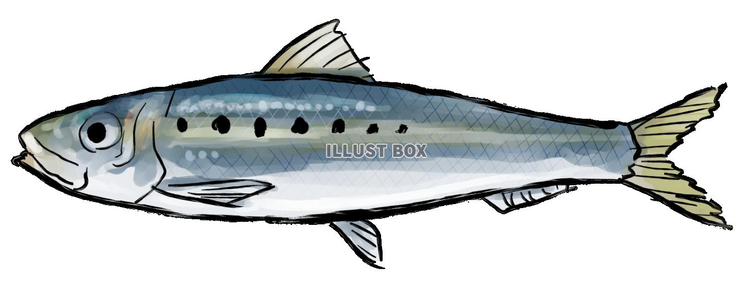 魚イラスト - 海と川・淡水魚のフリー無料素材 - チコデザ