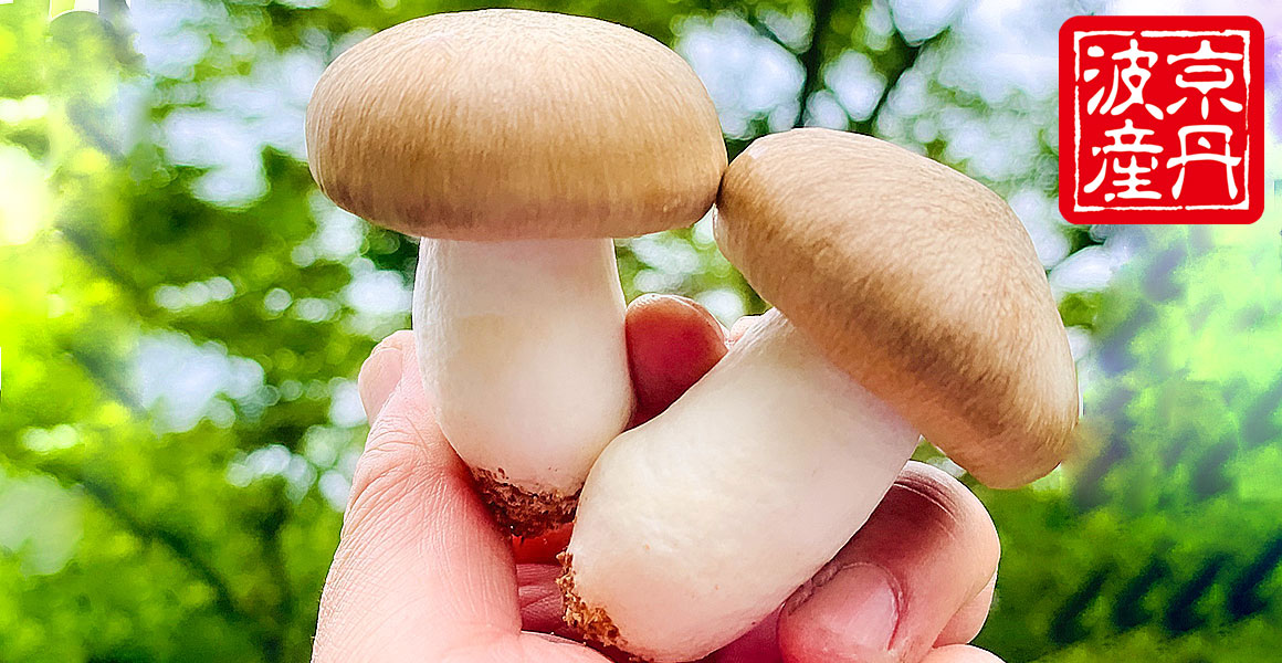 本しめじ旨みたっぷり！お取り寄せしたい美味しい本しめじの通販おすすめランキングベストオイシ