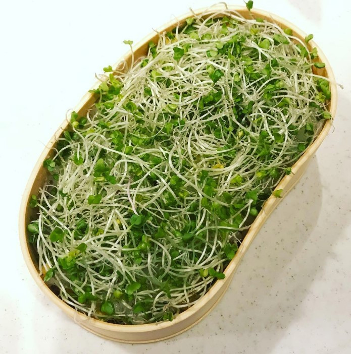 復讐弁当 - 365日戦争日記