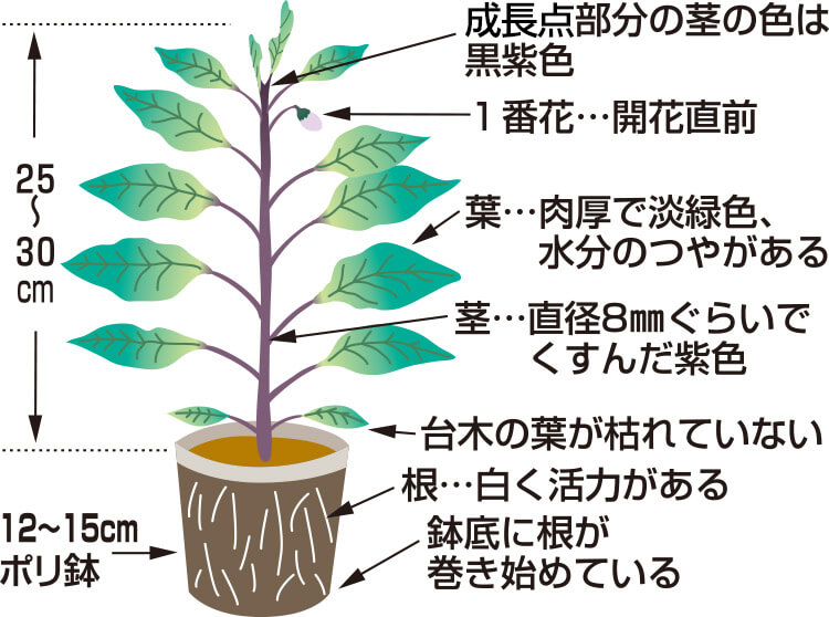 早生真黒ナス発芽に要した日数は9日でした菜 園 場 小山農園