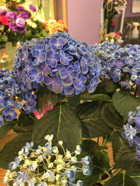 アジサイ：ポップコーン ブルー 5号鉢植え の通販園芸ネット