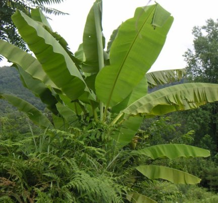 バナナそっくりの木「芭蕉」実は食べられないってご存知？ 季節・暮らしの話題 2018年09月03日- 日本気象協会 tenki.jp