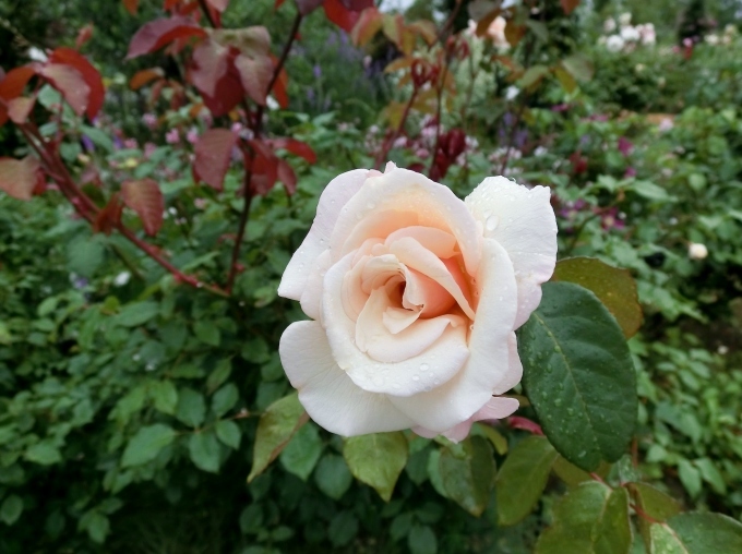 8月号 ハイブリッドティーローズの誕生によせて姫野ばら園八ヶ岳農場