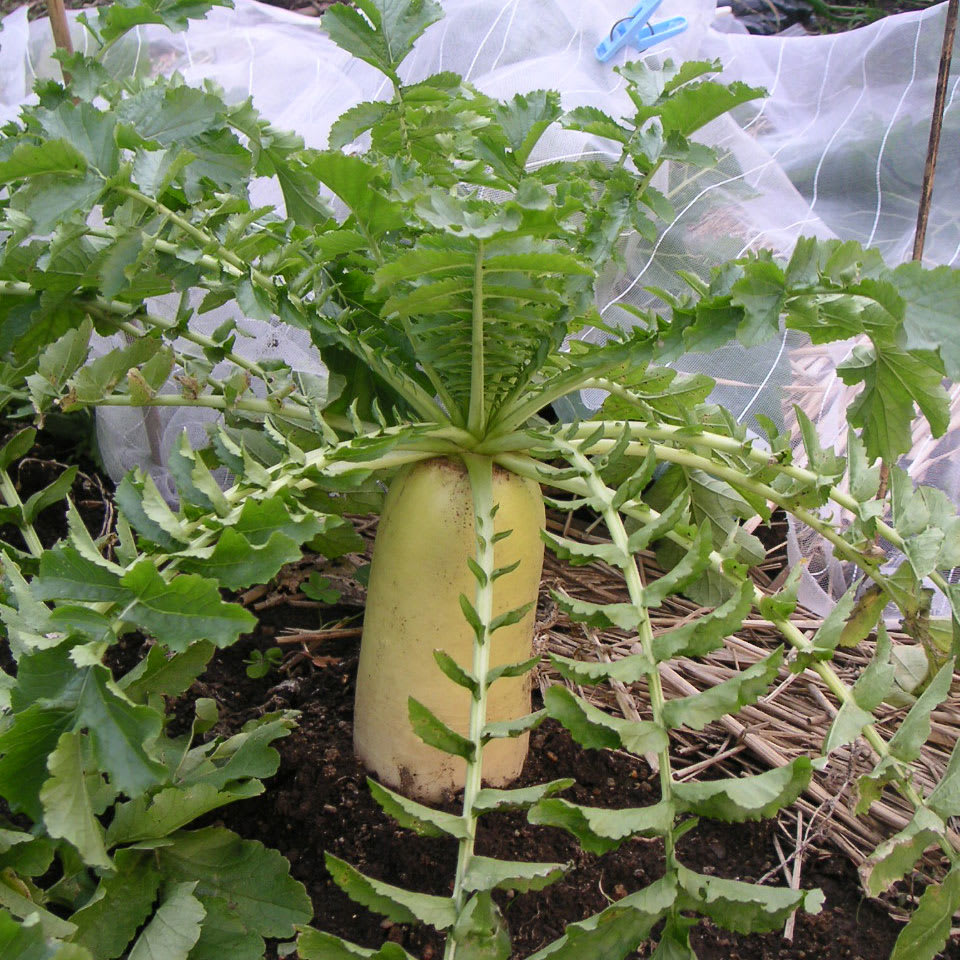 ダイコンの作り方 家庭菜園向け 根菜類いも類編農作業便利帖みんなの農業広場