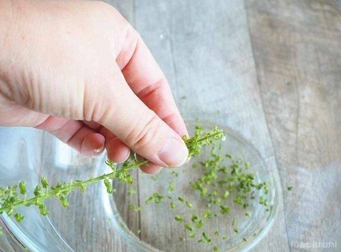 しその実の醤油漬け