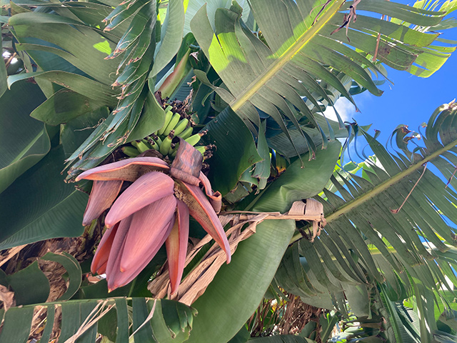 芭蕉の木の実と花合同会社リアルテク