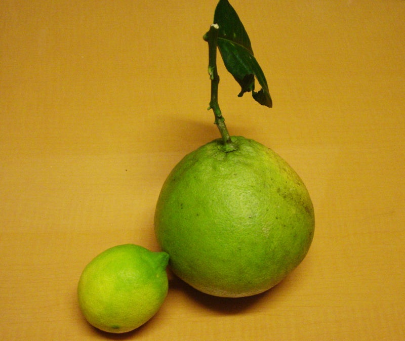 沖縄県産 タンカン 約3kg