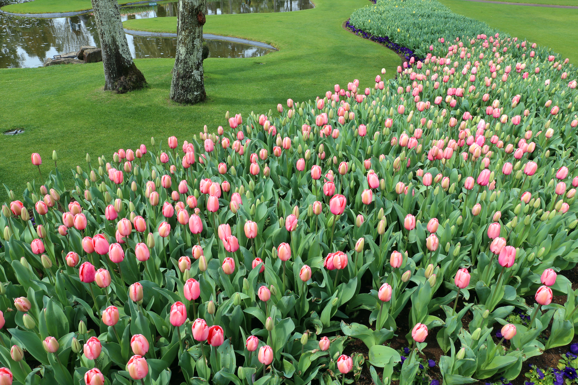 終了 春のフローラル祭 フローランテ宮崎イベント宮崎県公式観光サイト「みやざき観光ナビ」