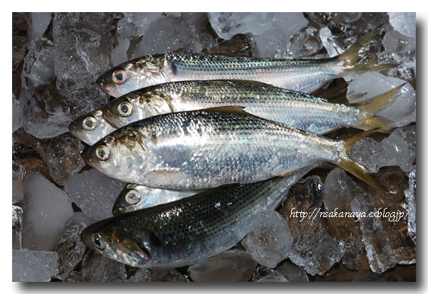 定期便3回こはだ酢〆 セット お造り 酢の物 三種盛り カット済み お手軽 簡単 おうちごはん 夕食 晩酌 家飲み おつまみ アレンジ 料理 寿司丼 サラダ 野菜 相性 抜群 創業70年 老舗 酢〆専門店 丸二商店 お取り寄せグルメ お取り寄せ 送料無料