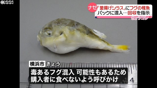 カタクチイワシの稚魚