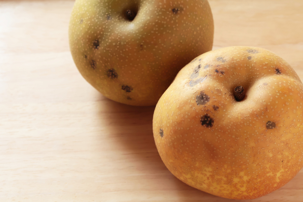 梨の中身が茶色のまだら模様や、中心部が茶色などは症状により食べられるか判断が異なります。ホームページの更新果樹栽培ナビ ブログ