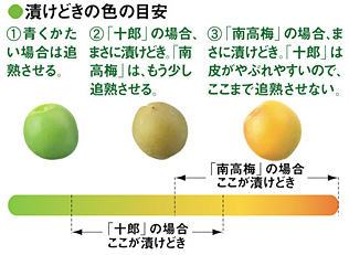 硬めの食感がクセに！ 青梅を使った梅干しの作り方中田食品株式会社