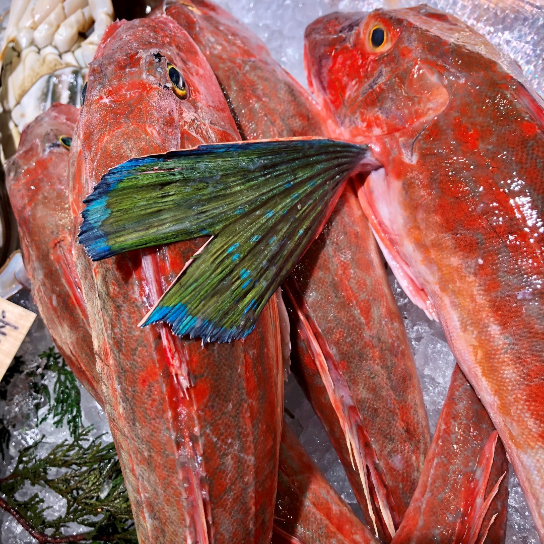 ひごペット京都店 ベタ特集 -ヒレが綺麗な淡水魚- - □京都店