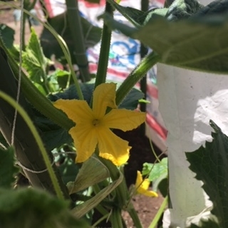 きゅうりの栽培 Ｈ３０年６月号JAたがわ田川農業協同組合