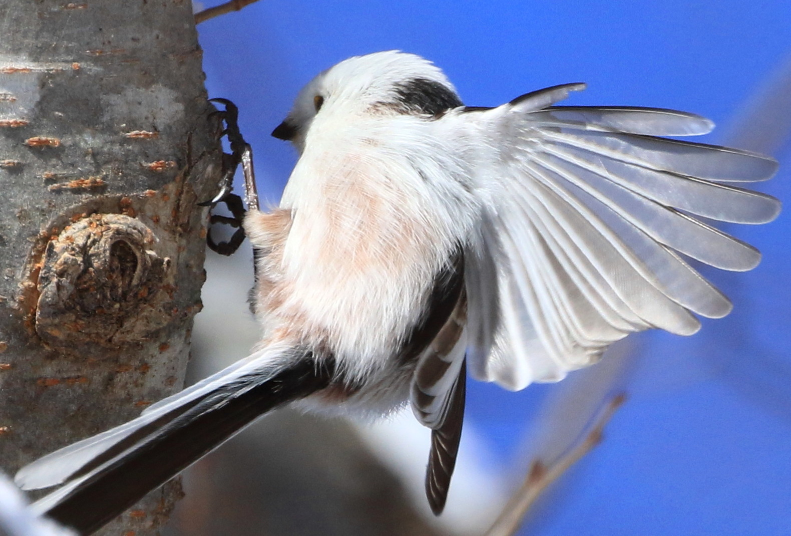かわいくって食べられない!? シマエナガモチーフのレシピが満載 ぼくのシマエナガレシピ。 いよいよ発売!!株式会社 文一総合出版のプレスリリース