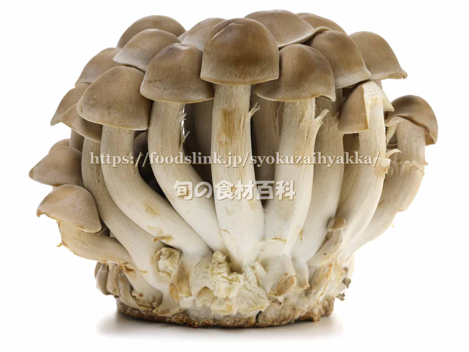 シメジ 湿地 とれたて大百科食や農を学ぶJAグループ