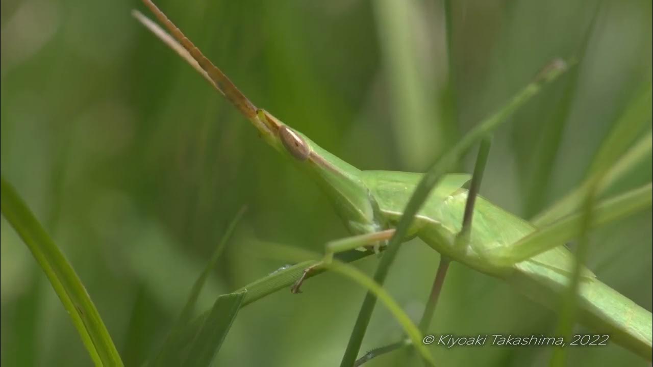 ショウリョウバッタ 茶色 9月の写真素材83443265- PIXTA