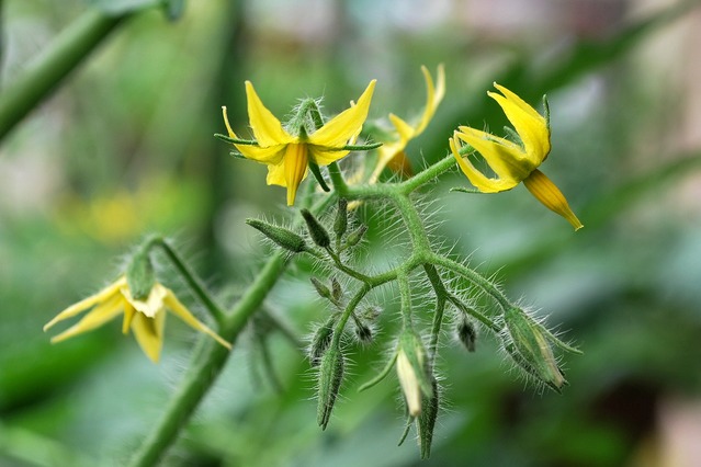 トマトを長く収穫する方法 ～摘心しないでツル下ろし～をやってみた＠あぐうのベランダ菜園で実験中