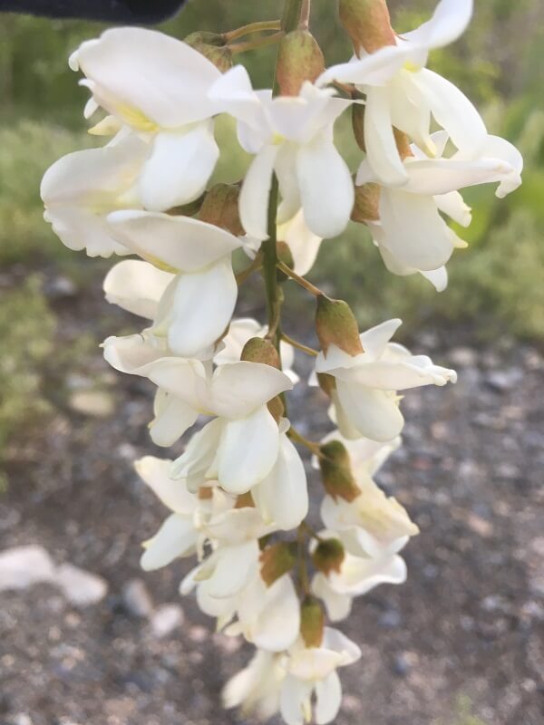 アカシアの花の天ぷらの写真素材 - PIXTA