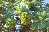 キャッツテール アカリファ の育て方・栽培方法のコツオーガニックフローOrganic Flow