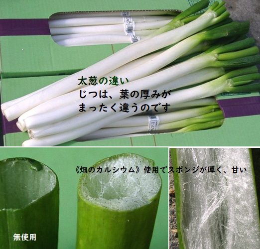 千葉みらい農業協同組合根深ネギの植え付けとその後の管理の要点