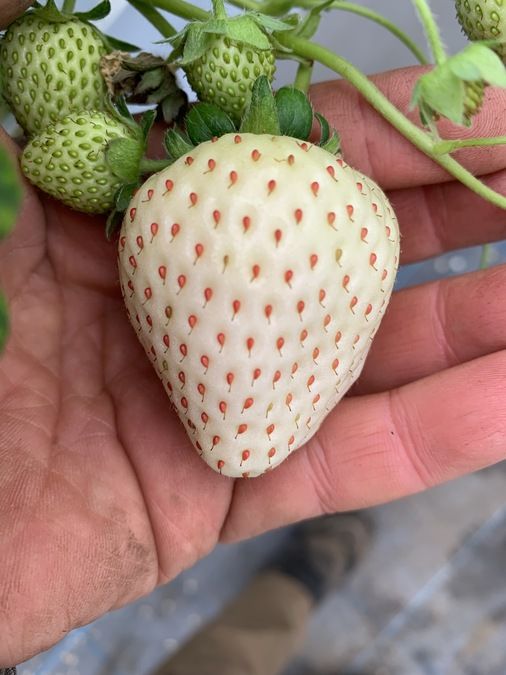 くだもの狩り@FARM アット・ファーム ～埼玉県川越市でいちご狩り・トマト生産直売～