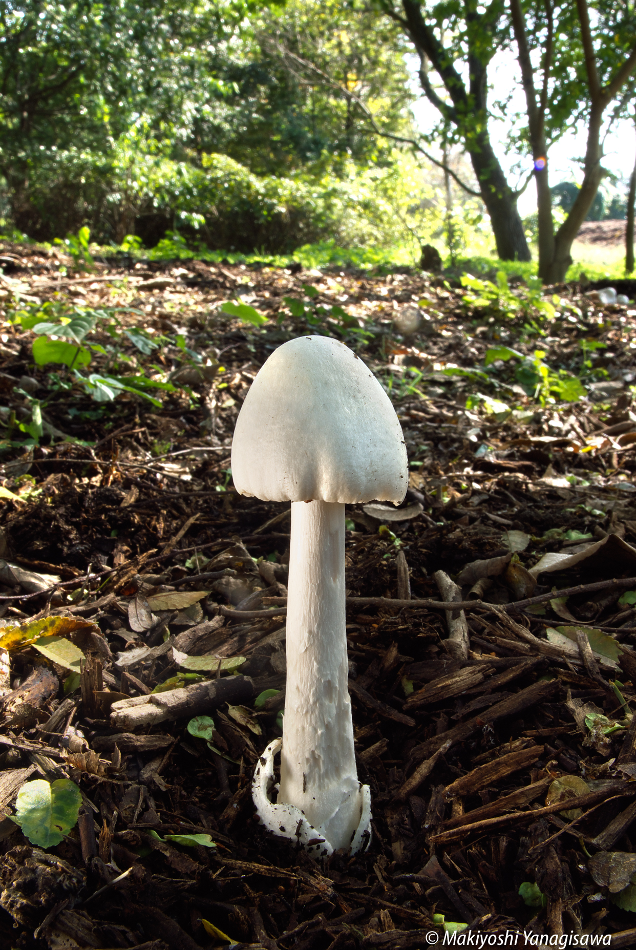 よく「名前を教えて！」にでてくるきのこ一覧 第一弾🍀GreenSnap グリーンスナップ