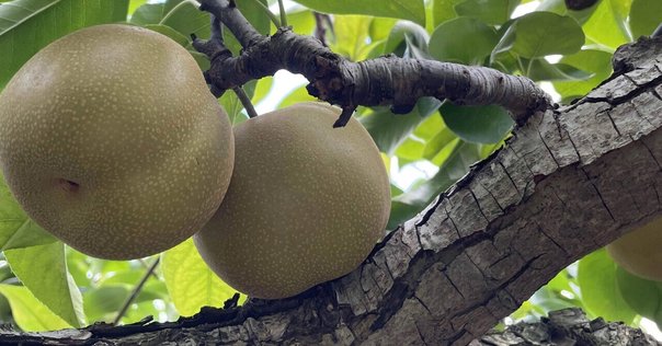 作るな危険？ カラタチのジャム マーマレード- 切り撮りLittle Garden