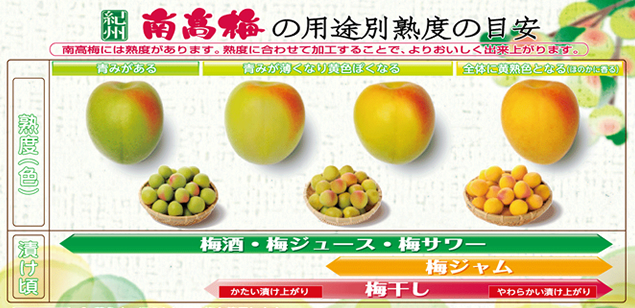 さわやかな梅漬け！青梅のピクルスを作ろう！│soraironote