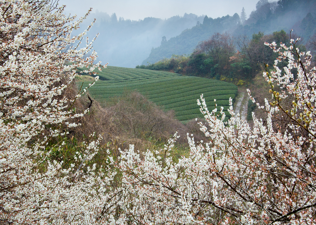 初心者向け 写真撮影のコツ教えます！第6弾「サンドイッチ構図」映像制作九州・福岡ピークスマインド